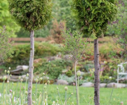 2257_7563_Thuja_occidentalis_Smaragd_PA_.JPG