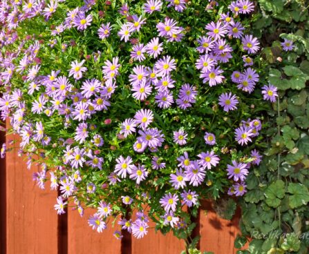 2275_4414_Brachyscome_hybrida.jpg