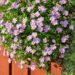 2275_4414_Brachyscome_hybrida.jpg