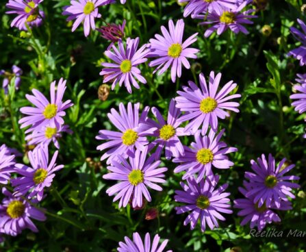 Brachyscome hybrida tukalill
