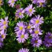Brachyscome hybrida tukalill