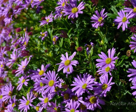 Brachyscome hybrida tukalill