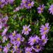 Brachyscome hybrida tukalill