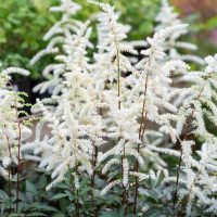 2310_10368_Astilbe_arendsii_Cappuccino_arendsi_astilbe.jpg