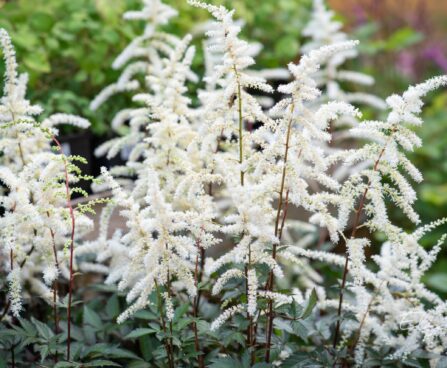 2310_10368_Astilbe_arendsii_Cappuccino_arendsi_astilbe.jpg