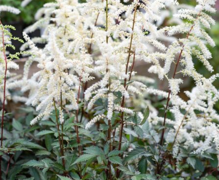 2310_10369_Astilbe_arendsii_Cappuccino_arendsi_astilbe_2.jpg