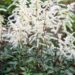 2310_10369_Astilbe_arendsii_Cappuccino_arendsi_astilbe_2.jpg