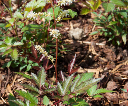 2310_4571_Astilbe_Cappuccino.jpg