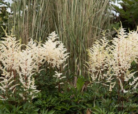 2310_6795_Astilbe_arendsii_Cappuccino.JPG