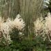 2310_6795_Astilbe_arendsii_Cappuccino.JPG