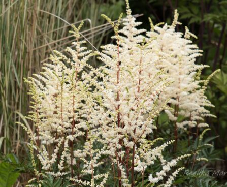 2310_6796_Astilbe_arendsii_Cappuccino_2.JPG