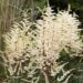 2310_6796_Astilbe_arendsii_Cappuccino_2.JPG