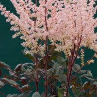 2311_7169_Astilbe_chinensis_Spotlight_1Photo_Darwinplants.jpg