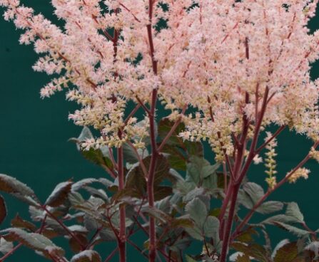 2311_7169_Astilbe_chinensis_Spotlight_1Photo_Darwinplants.jpg