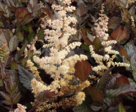 2311_7170_Astilbe_chinensis_Spotlight_2Photo_Darwinplants.jpg