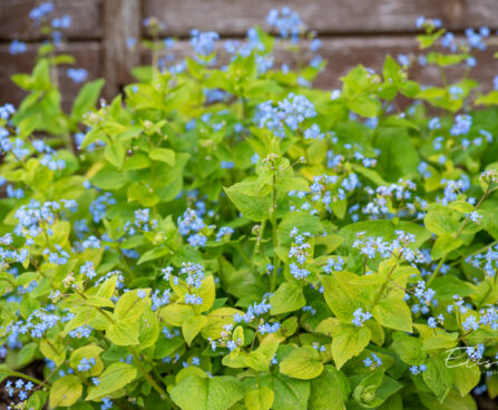 2315_11084_Brunnera_macrophylla_Green_Gold__suureleheline_brunnera.jpg