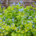 2315_11084_Brunnera_macrophylla_Green_Gold__suureleheline_brunnera.jpg