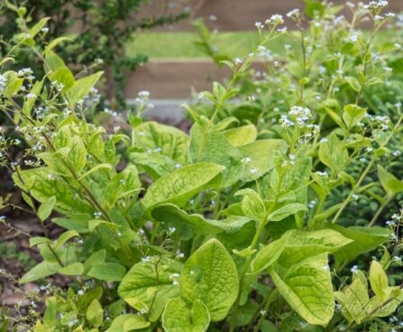 2315_8578_Brunnera_macrophylla_Green_Gold__2.JPG