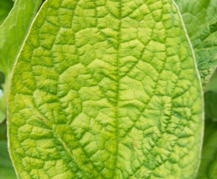 2315_8579_Brunnera_macrophylla_Green_Gold_.JPG