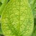 2315_8579_Brunnera_macrophylla_Green_Gold_.JPG