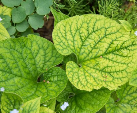 2315_8631_Brunnera_macrophylla_Green_Gold__5.JPG