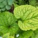 2315_8631_Brunnera_macrophylla_Green_Gold__5.JPG