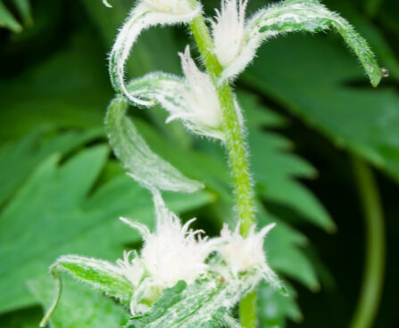 2318_7572_Campanula_glomerata_Twisterbell_.JPG