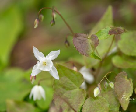 2328_10213_Epimedium_youngianum_Niveum__kutkestav_epimeedium.jpg