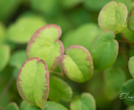 2328_10370_Epimedium_youngianum_Niveum__kutkestav_epimeedium.jpg