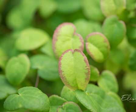 2328_10371_Epimedium_youngianum_Niveum__kutkestav_epimeedium_2.jpg