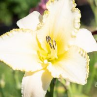 2337_10397_Hemerocallis_Blizzard_Bay__paevaliilia_2.jpg