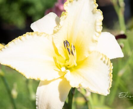 2337_10397_Hemerocallis_Blizzard_Bay__paevaliilia_2.jpg