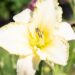 2337_10397_Hemerocallis_Blizzard_Bay__paevaliilia_2.jpg