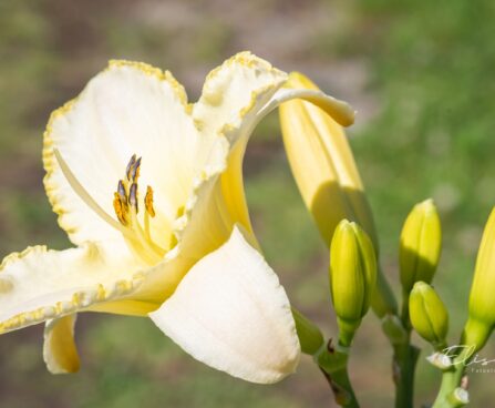 2337_10398_Hemerocallis_Blizzard_Bay__paevaliilia_3.jpg