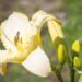 2337_10398_Hemerocallis_Blizzard_Bay__paevaliilia_3.jpg