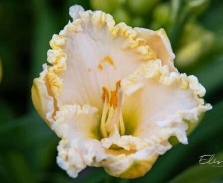 2337_10892_Hemerocallis_Blizzard_Bay__paevaliilia.jpg