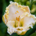 2337_10892_Hemerocallis_Blizzard_Bay__paevaliilia.jpg