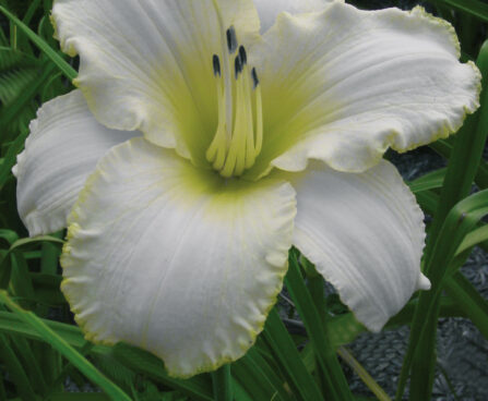 2337_9383_Hemerocallis_Blizzard_Bay-2-D.jpg