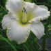 2337_9383_Hemerocallis_Blizzard_Bay-2-D.jpg