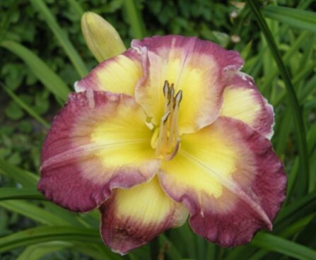 2339_7182_Hemerocallis_Cheese_and__Wine_Photo_Darwinplants.jpg