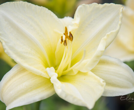 2342_8997_Hemerocallis_White_Temptation__2.JPG