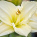 2342_8997_Hemerocallis_White_Temptation__2.JPG