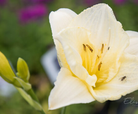 2342_8998_Hemerocallis_White_Temptation_.JPG