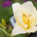 2342_8998_Hemerocallis_White_Temptation_.JPG