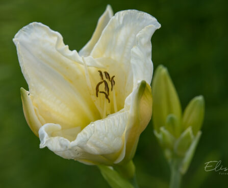 2342_9059_Hemerocallis_White_Temptation_.JPG