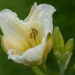 2342_9059_Hemerocallis_White_Temptation_.JPG