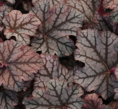 2345_6835_Heuchera_Mars_Photo_Darwinplants.jpg