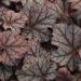 2345_6835_Heuchera_Mars_Photo_Darwinplants.jpg