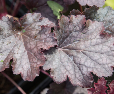 2345_8957_Heuchera_Mars_.JPG