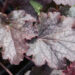 2345_8957_Heuchera_Mars_.JPG